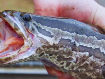 Invasión de peces que “caminan y respiran” fuera del agua causan alarma en Estados Unidos