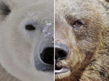 Estudio revela que existen extraños híbridos de osos polares y pardos