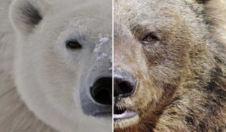 Estudio revela que existen extraños híbridos de osos polares y pardos