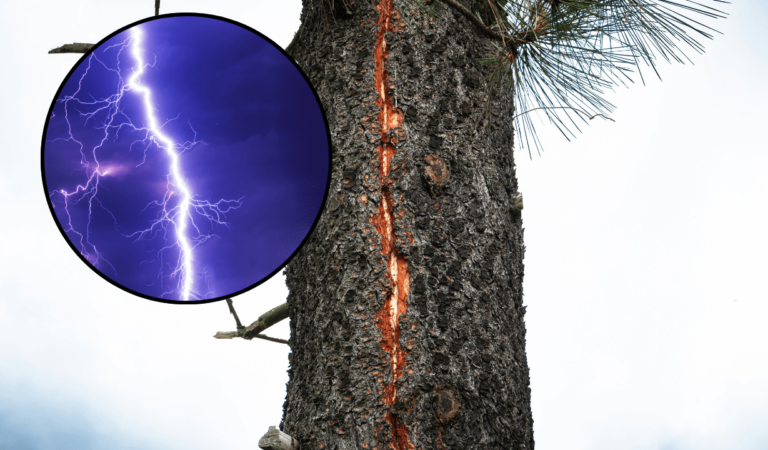 Árbol tropical en Panamá ha desarrollado la capacidad de eliminar a sus “enemigos” utilizando rayos
