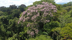 Árbol tropical en Panamá ha desarrollado la capacidad de eliminar a sus "enemigos" utilizando rayos 1 árbol - árbol