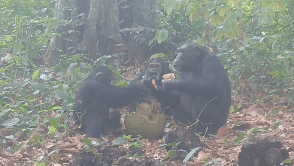Captan chimpancés salvajes “compartiendo alcohol” 1 Captan chimpancés salvajes “compartiendo alcohol”