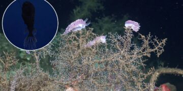 Descubren decenas de especies rara y nunca antes vistas en las profundidades del Pacífico