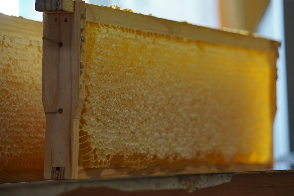 abejas - abejas