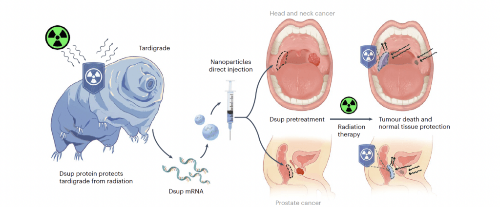 La proteína de los tardígrados podría hacer que los pacientes con cáncer sean más resistentes a la radioterapia