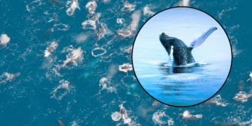 Las ballenas jorobadas están formando misteriosos “súper grupos”… y nadie sabe por qué