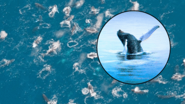 Las ballenas jorobadas están formando misteriosos “súper grupos”… y nadie sabe por qué