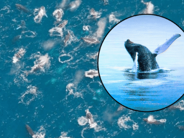 Las ballenas jorobadas están formando misteriosos “súper grupos”… y nadie sabe por qué