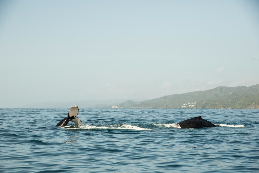 Las ballenas jorobadas están formando misteriosos “súper grupos”… y nadie sabe por qué 1 ballenas - ballenas