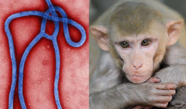 Monos infectados con ébola se han curado con una píldora 