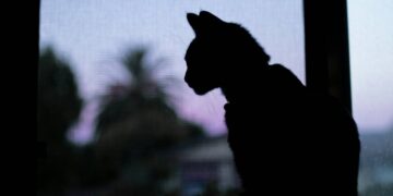 Un nuevo color de gatos desafía las expectativas genéticas