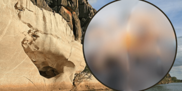 descubren dos nuevas especies de arañas trampa en Australia