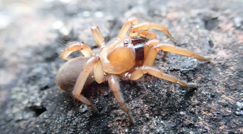 arañas,especies - arañas