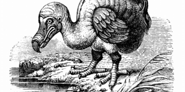 dodos, mamuts y tilacinos podrían volver a caminar la Tierra