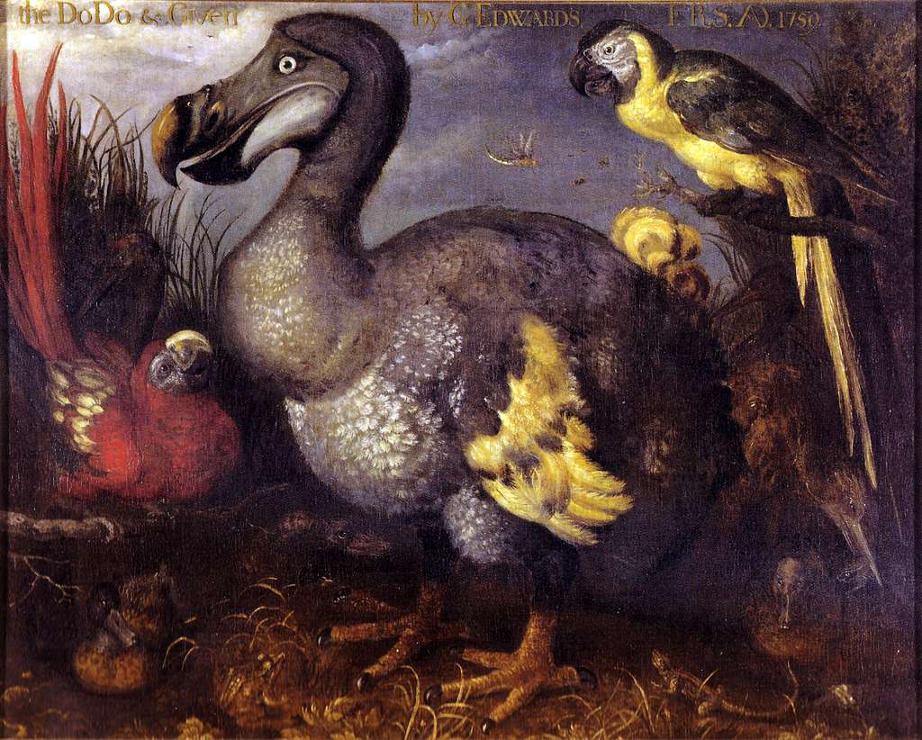 El regreso de los extintos: dodos, mamuts y tilacinos podrían volver a caminar la Tierra 1 dodo - dodo
