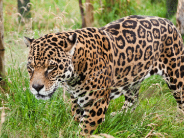 jaguar ataca a un cuidador y luego embiste a rescatistas