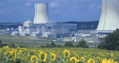 Girasoles contra la radiación: la estrategia natural que siguió a Fukushima y Chernóbil 1 girasoles - girasoles