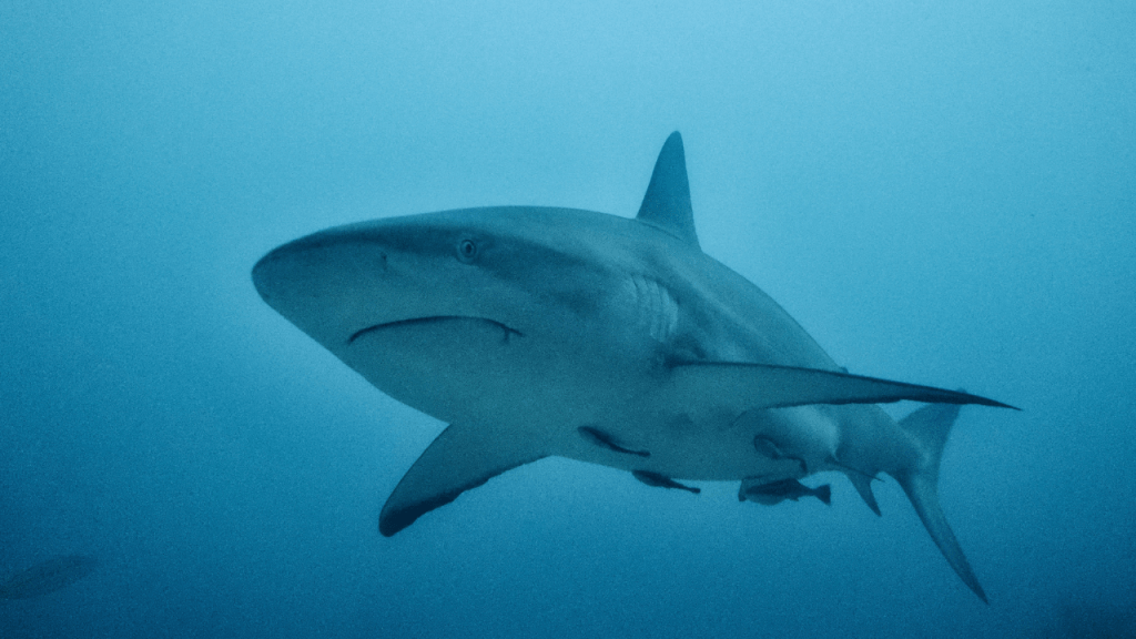 Tiburones: la inesperada depredación de un marrajo sardinero por un ejemplar más grande 3 tiburones - tiburones