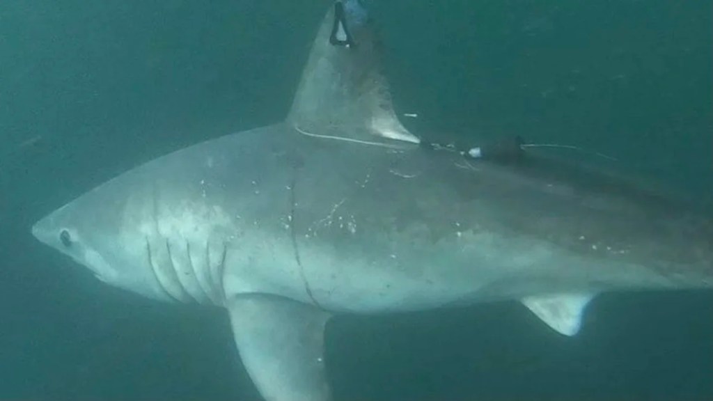 Tiburones: la inesperada depredación de un marrajo sardinero por un ejemplar más grande 1 tiburones - tiburones