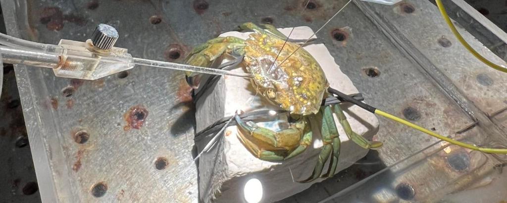 Los cangrejos sienten dolor: un estudio revela pruebas en su cerebro 2 Los cangrejos sienten dolor: un estudio revela pruebas en su cerebro