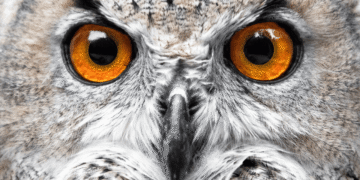 El declive masivo de aves en América del Norte alerta sobre una posible crisis ecológica