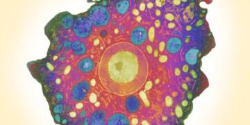 Esta ameba devoradora de cerebros está en aumento y es considerada una amenaza médica potencial