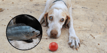 un tratamiento inesperado para tratar lesiones oculares en perros y gatos