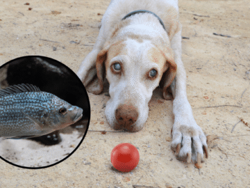 un tratamiento inesperado para tratar lesiones oculares en perros y gatos