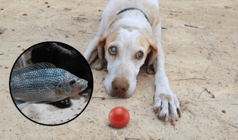 un tratamiento inesperado para tratar lesiones oculares en perros y gatos