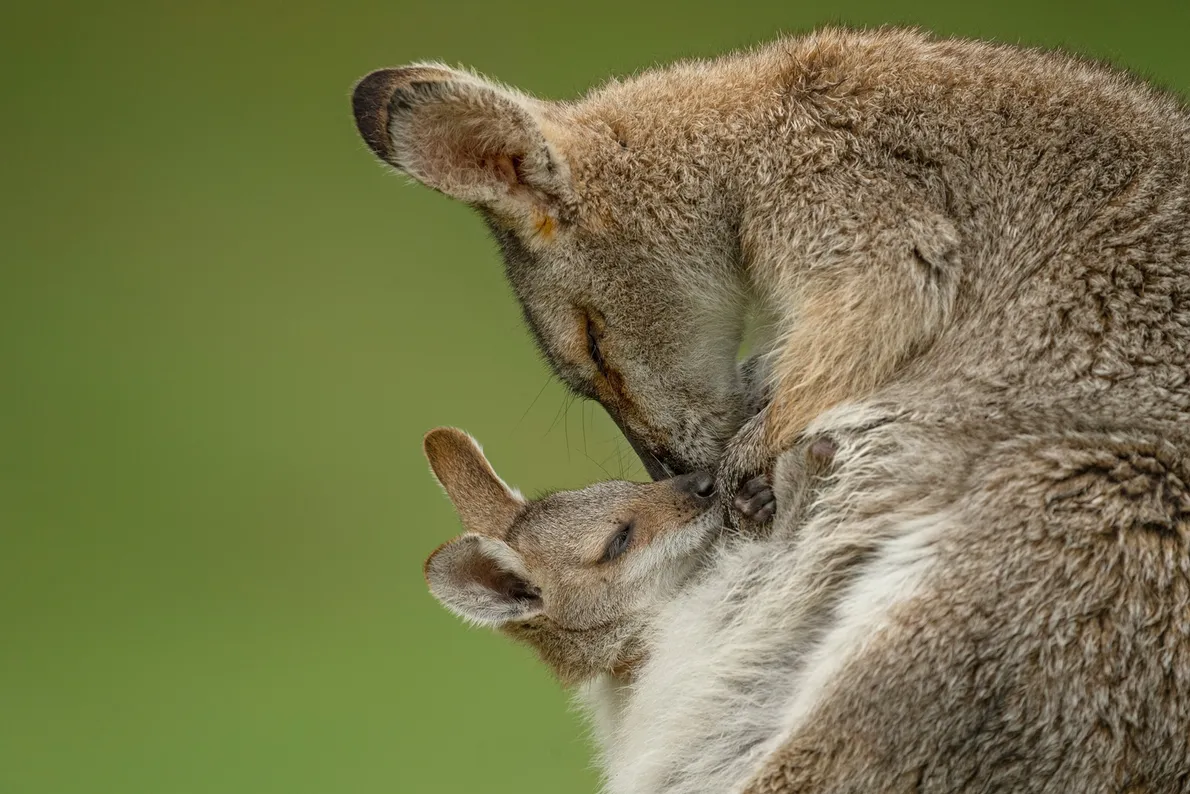 mothers-day-animals-gallery mothers-day-animals-gallery