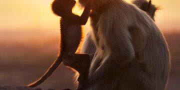 Hermosos momentos entre madres animales y sus crías capturados en imágenes