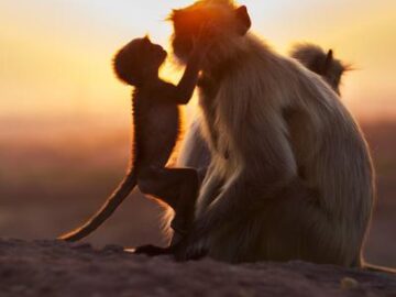 Hermosos momentos entre madres animales y sus crías capturados en imágenes