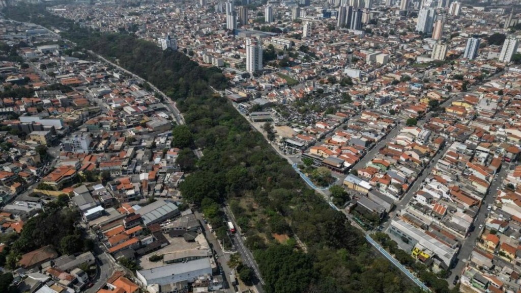 El bosque que nació de la terquedad: cómo un hombre transformó São Paulo con 40.000 árboles