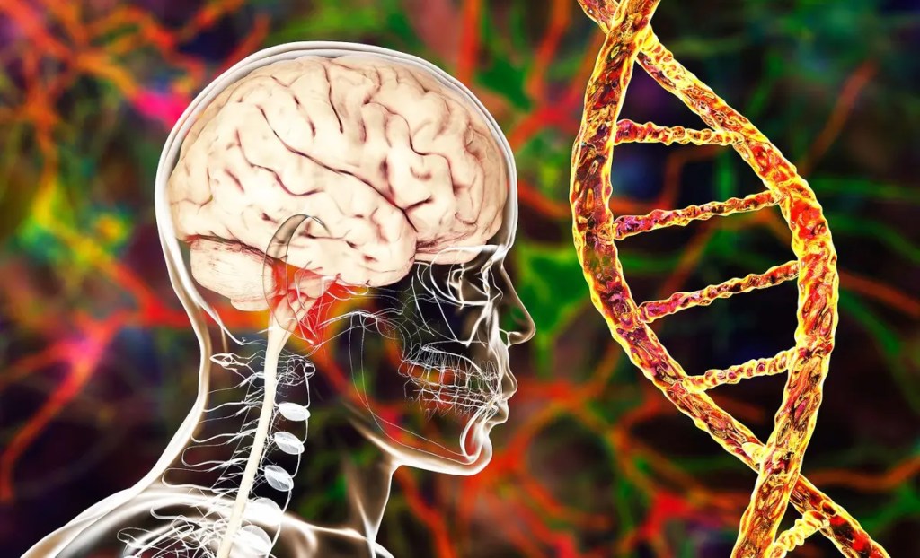 El legado neandertal en nuestro cerebro: una posible conexión con el autismo 1 Neandertal - Neandertal